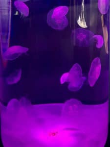 Jelly Fish at the Mystic Aquarium