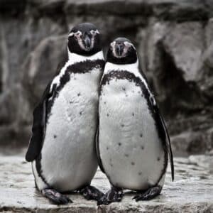 Mystic Winter Date Idea: Mystic Aquarium penguins visit