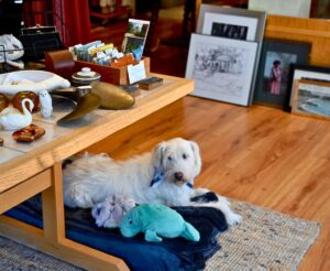 Picture of a friendly dog named Pigeon you will meet while sustainably shopping