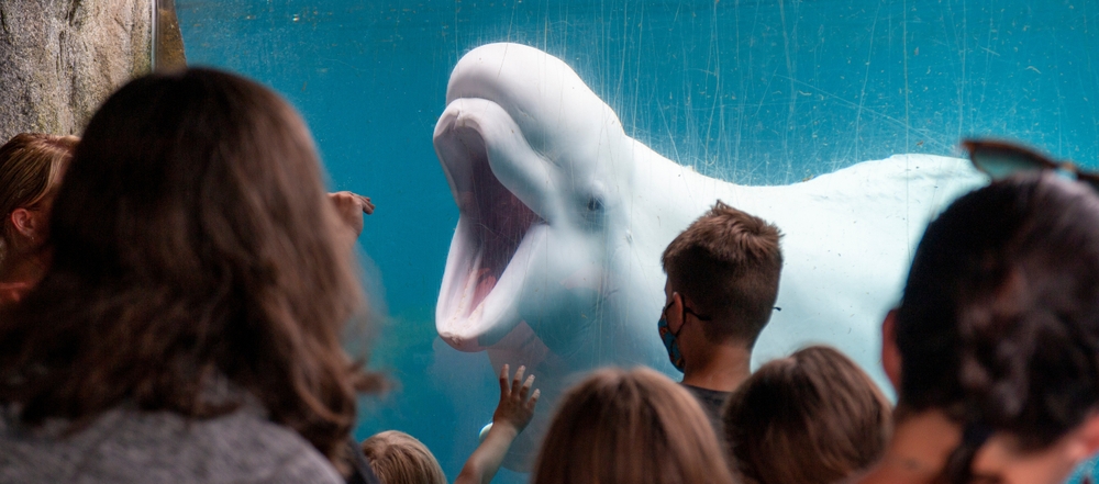 The Mystic Aquarium is one of the best things to do in Mystic CT with kids